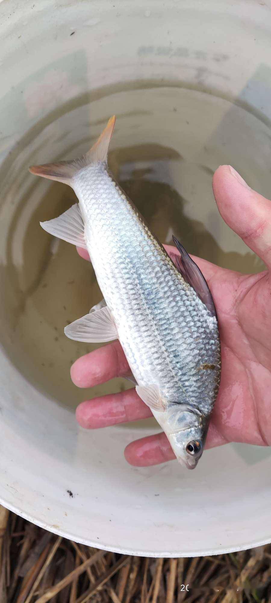 钓长江鳊鱼技巧(长江钓鳊鱼用什么味道的饵)