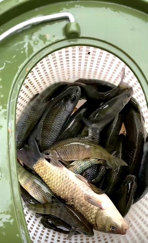 钓铜鱼的技巧(钓铜鱼用啥鱼钩好)