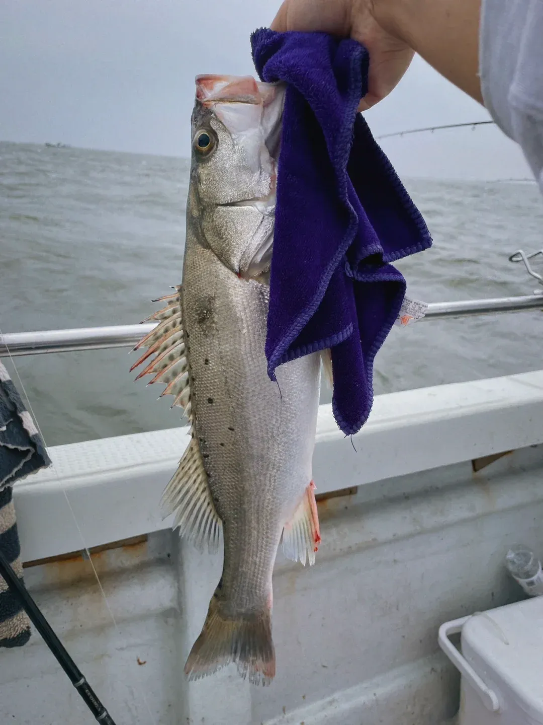 天津滨海海钓视频(天津海钓视频大全集)