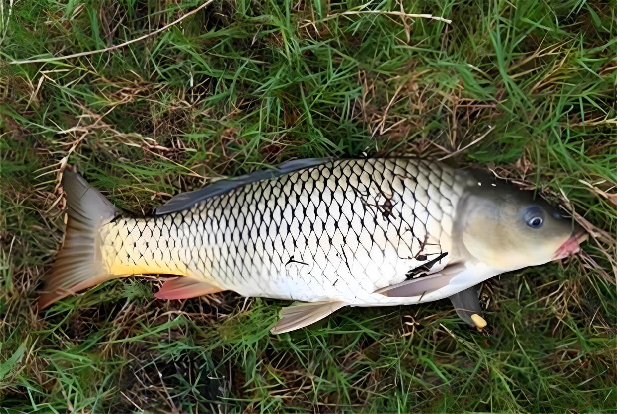 用饵料钓鱼小鱼太多(用饵料钓鱼小鱼太多怎么处理)