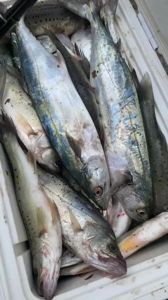 天津临港海钓路线(塘沽临港海钓钓点位置)