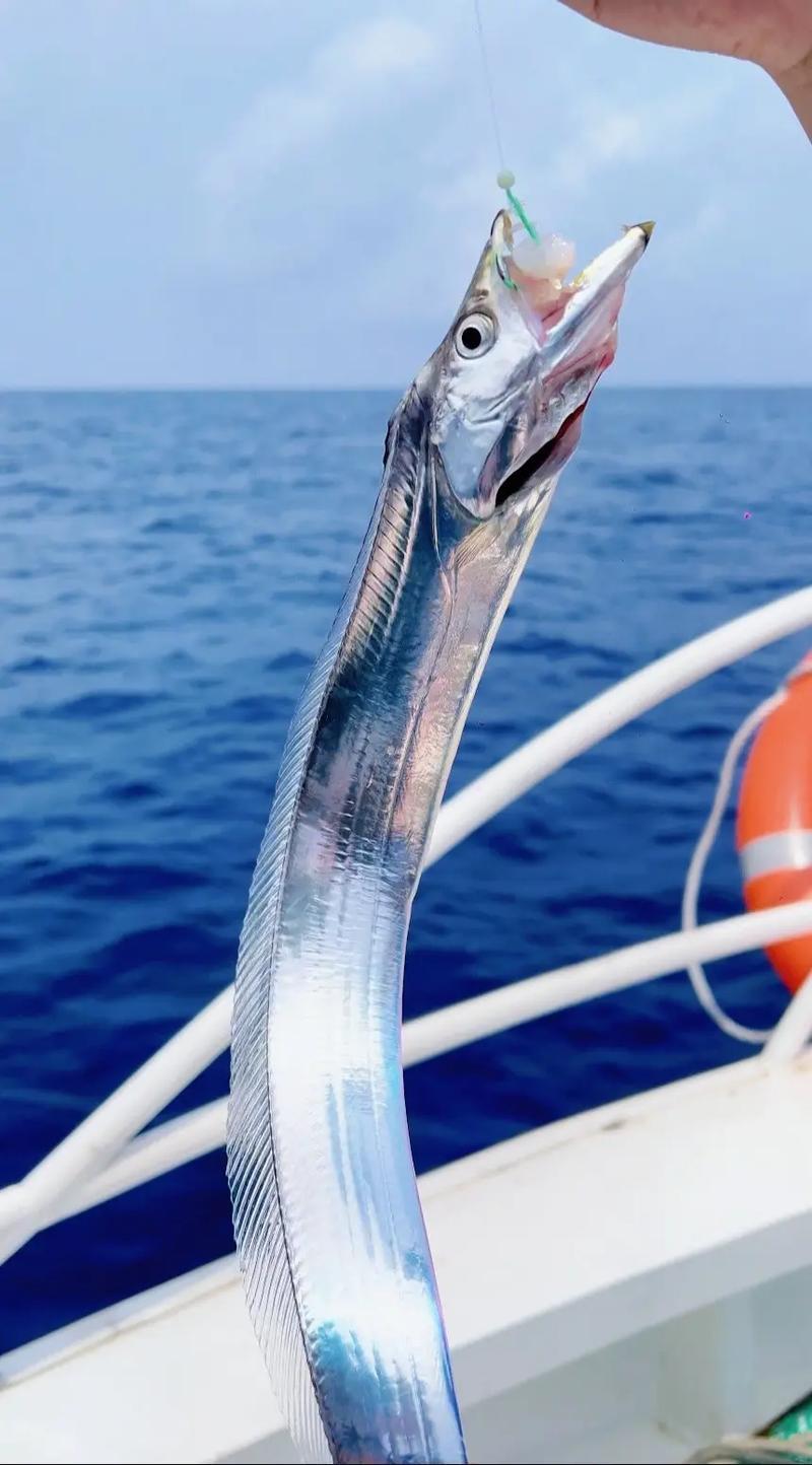 海钓应什么时候(海钓什么时候开始)