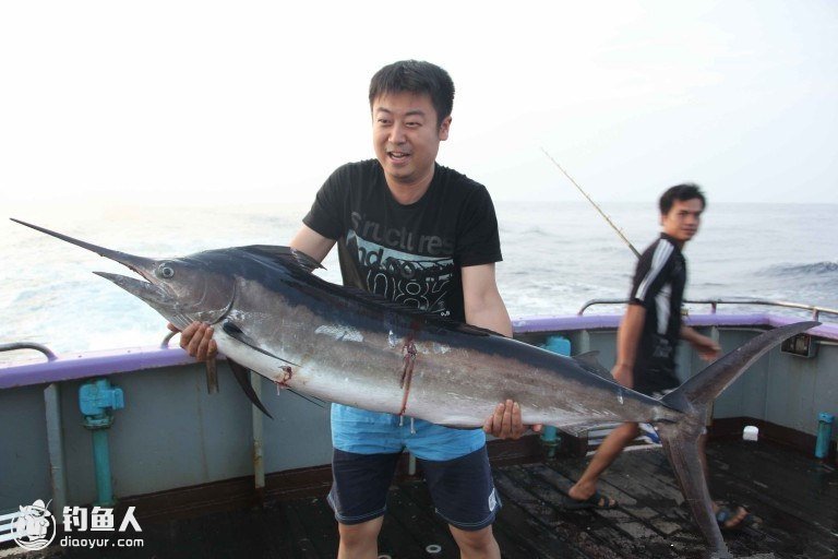 海钓马林鱼(钓马林鱼需要鱼线)