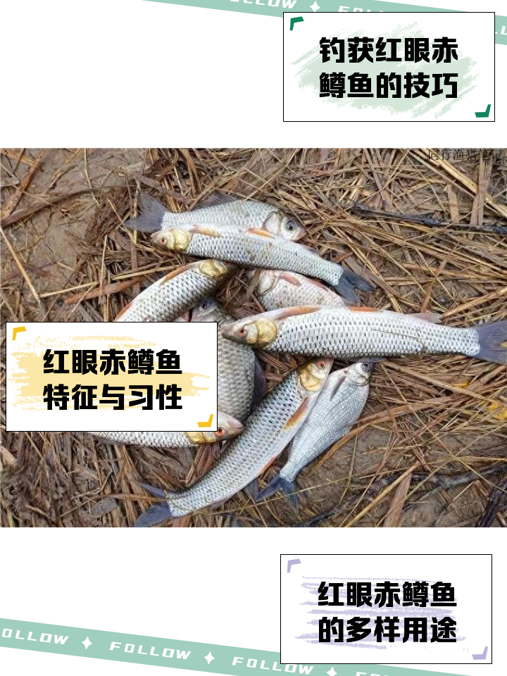 用什么饵料钓赤眼鳟鱼(用什么饵料钓赤眼鳟鱼最好)