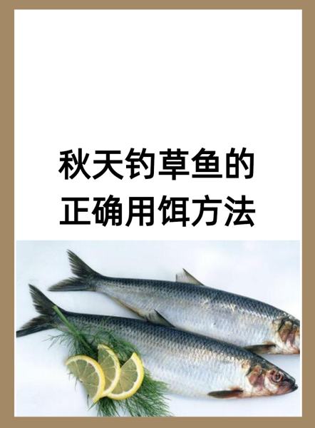 草鱼最喜欢的饵料味道(草鱼喜欢什么味道饵料)