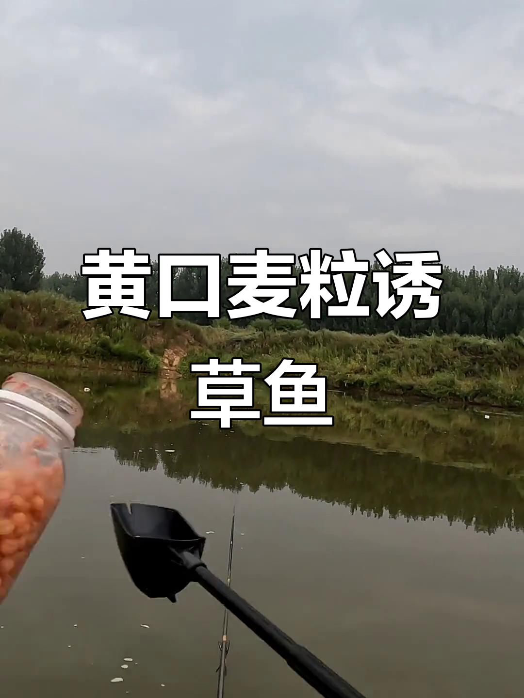 钓草鱼提前打窝技巧(钓草鱼提前一天打窝吗)