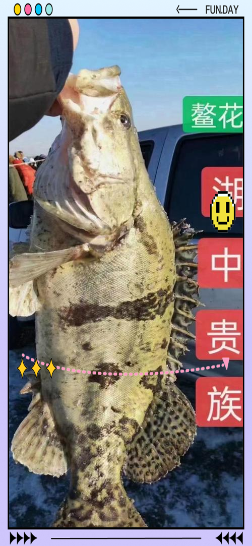 肥水塘钓鲢鳙鱼技巧(肥水塘钓鲢鳙用什么饵料最好)