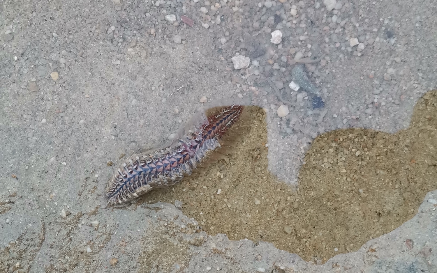 海钓用的虫子(海钓用的虫子图片)