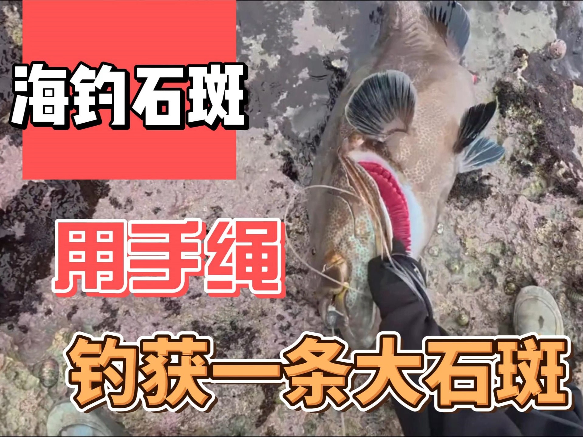 威海钓石斑(威海石斑鱼火锅地址)