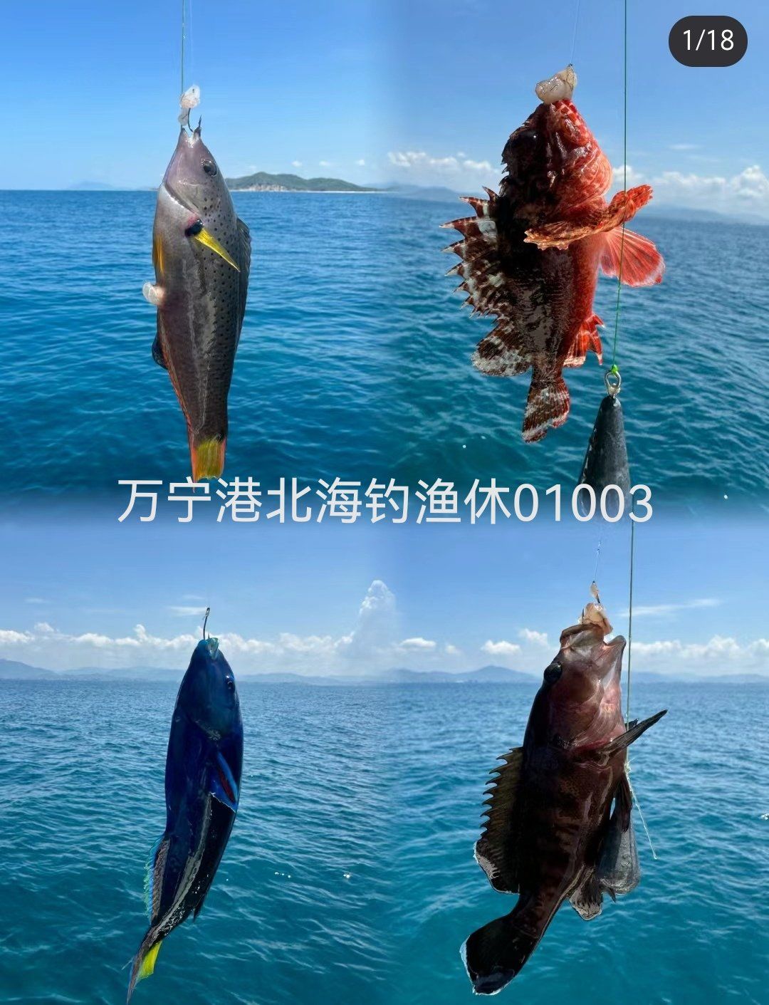 海钓哪里容易钓到大鱼(海钓哪里鱼多)