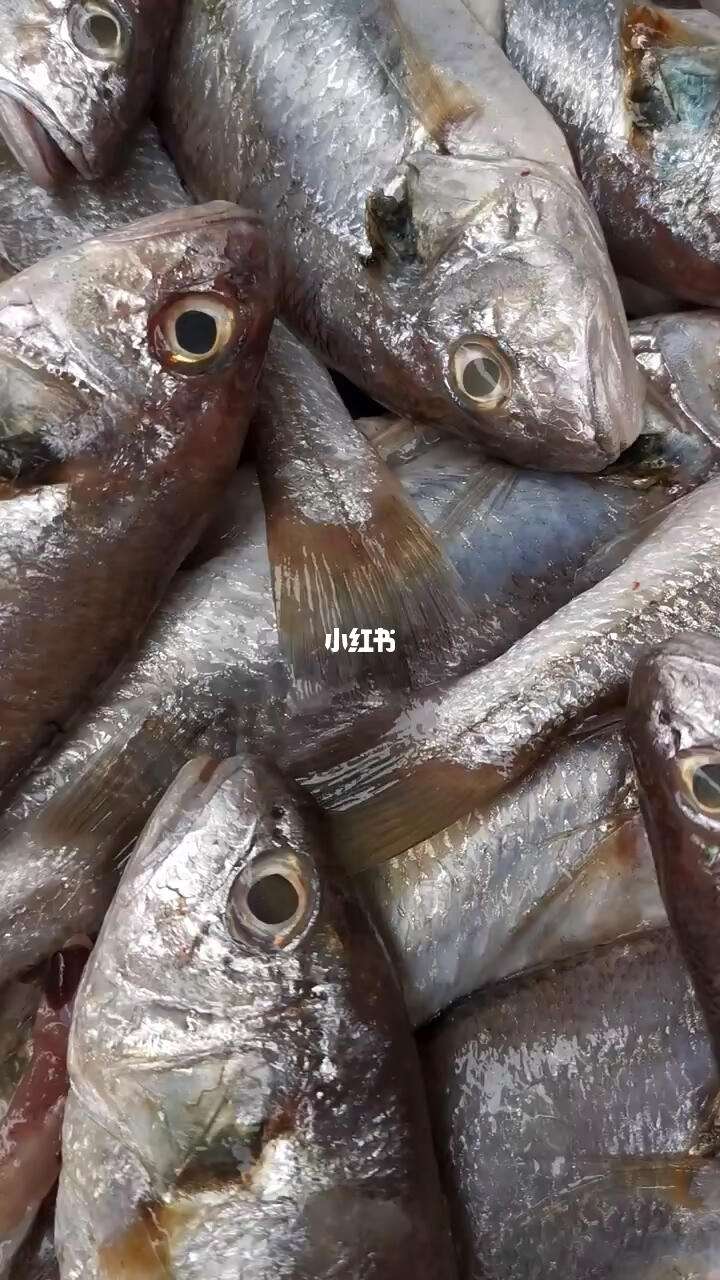 划鱼技巧视频(划鱼图片)