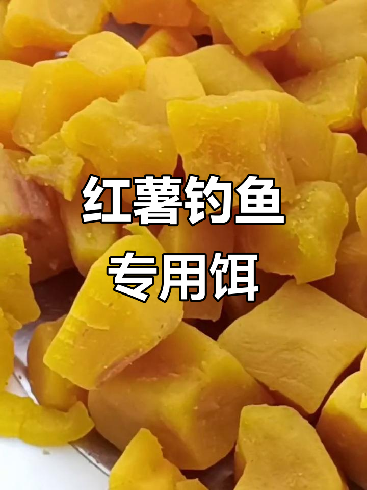 红薯鲤鱼饵料介绍(钓鲤鱼红薯饵料配方)