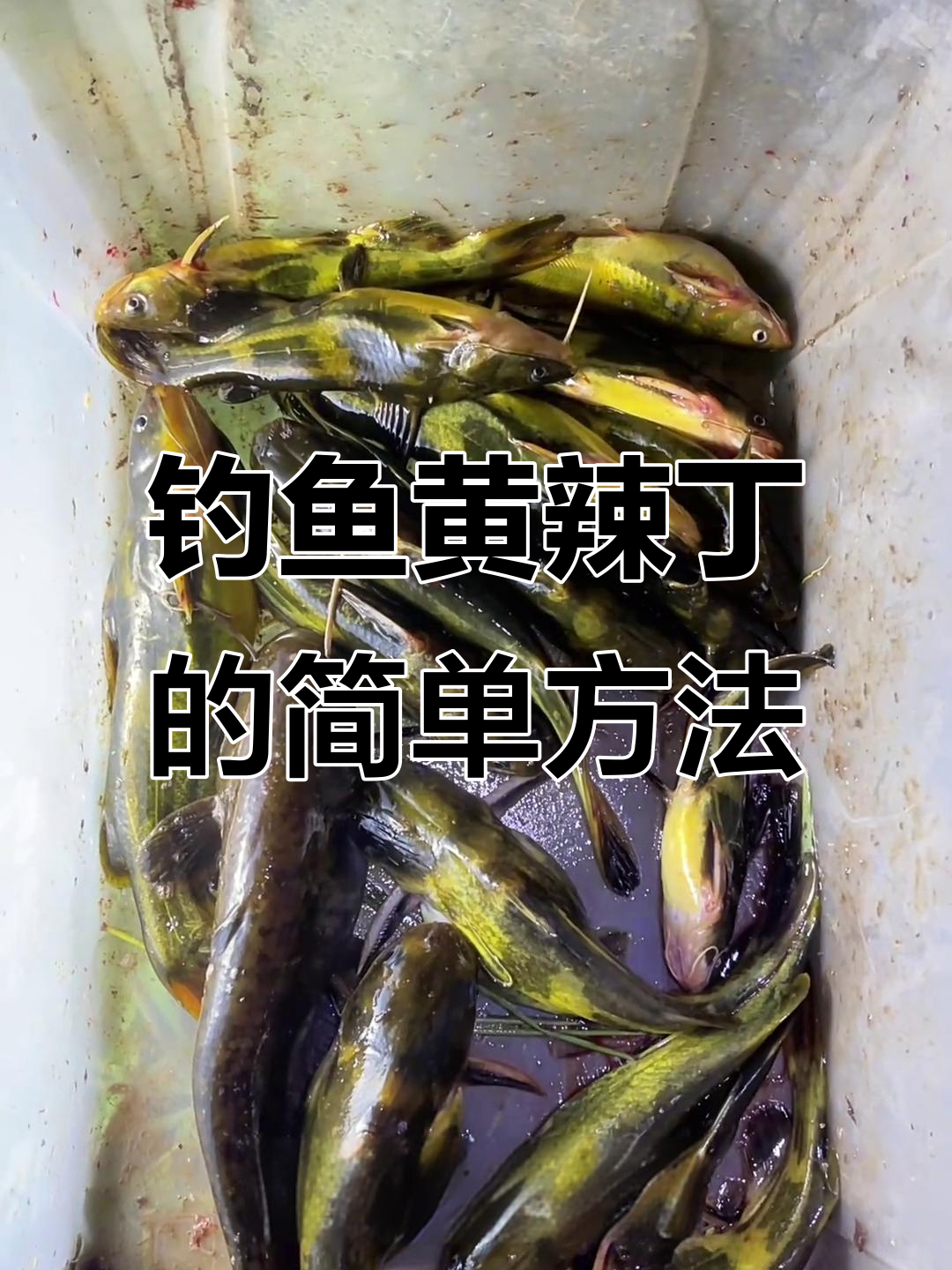 钓黄辣丁的技巧(钓黄辣丁的钓法)