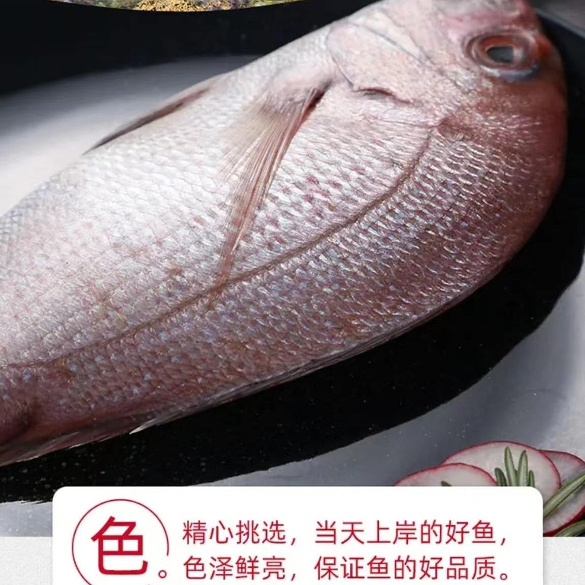 威海钓真鲷(真鲷价格)