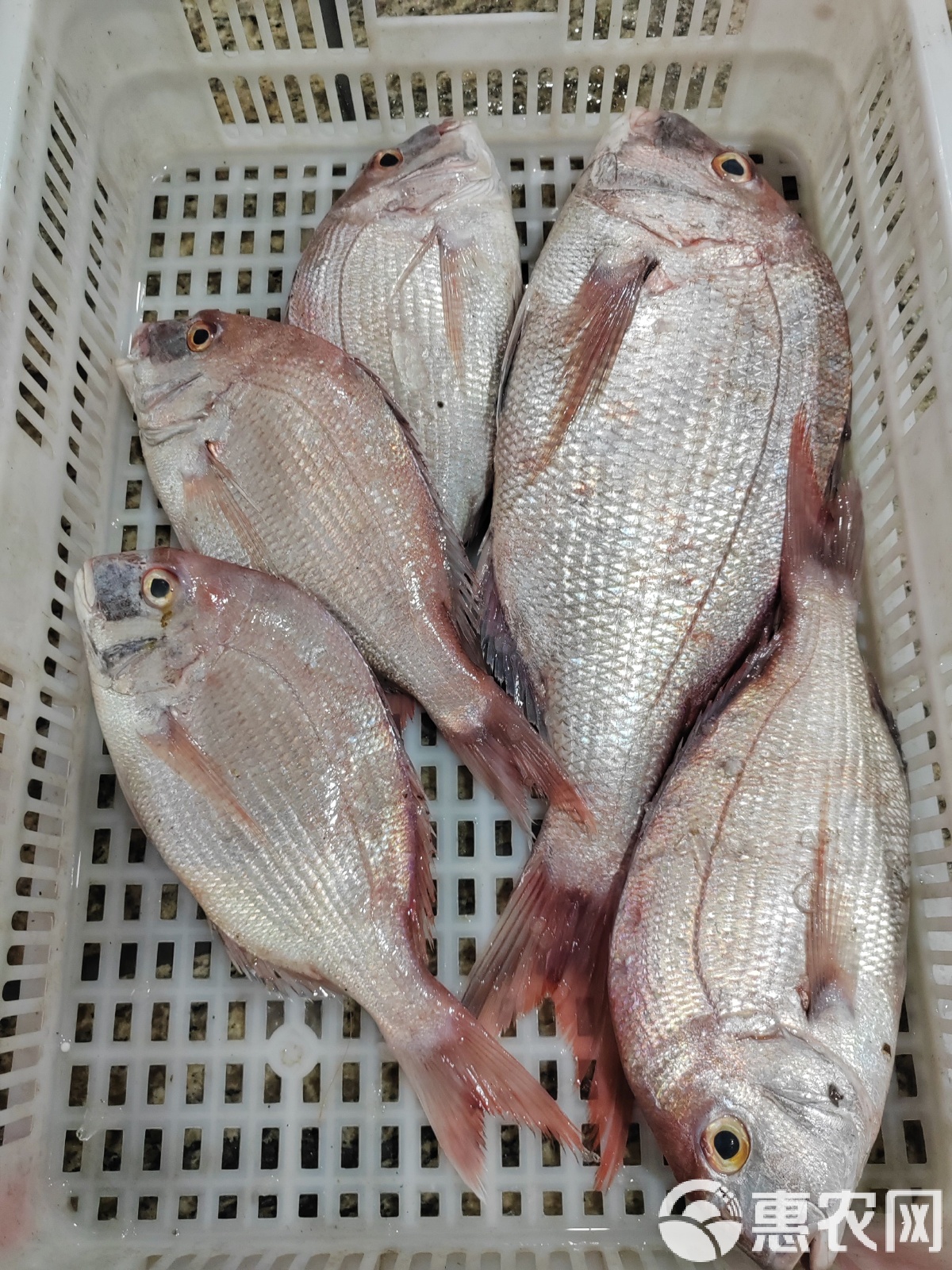 威海钓真鲷(真鲷价格)