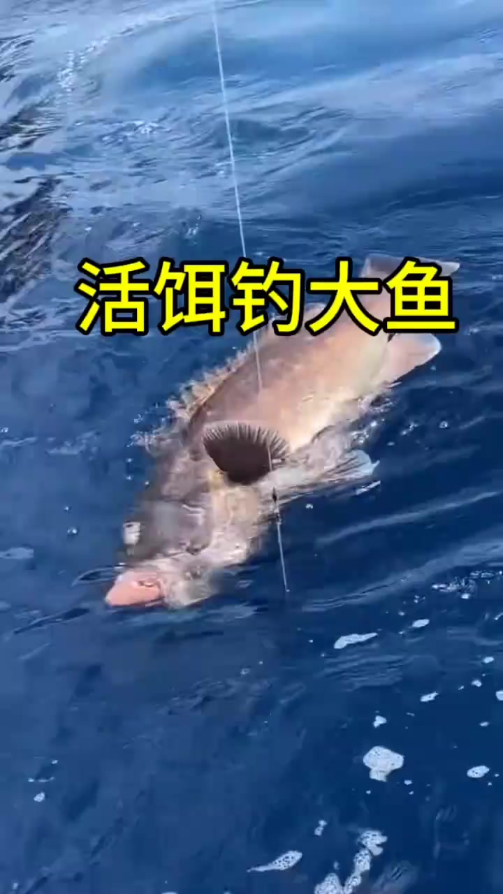 海钓大鱼品种(海钓的大鱼)