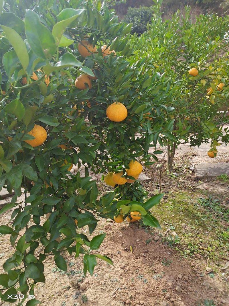 梓潼宝石钓鱼技巧(徒手抓鱼技巧手法图)
