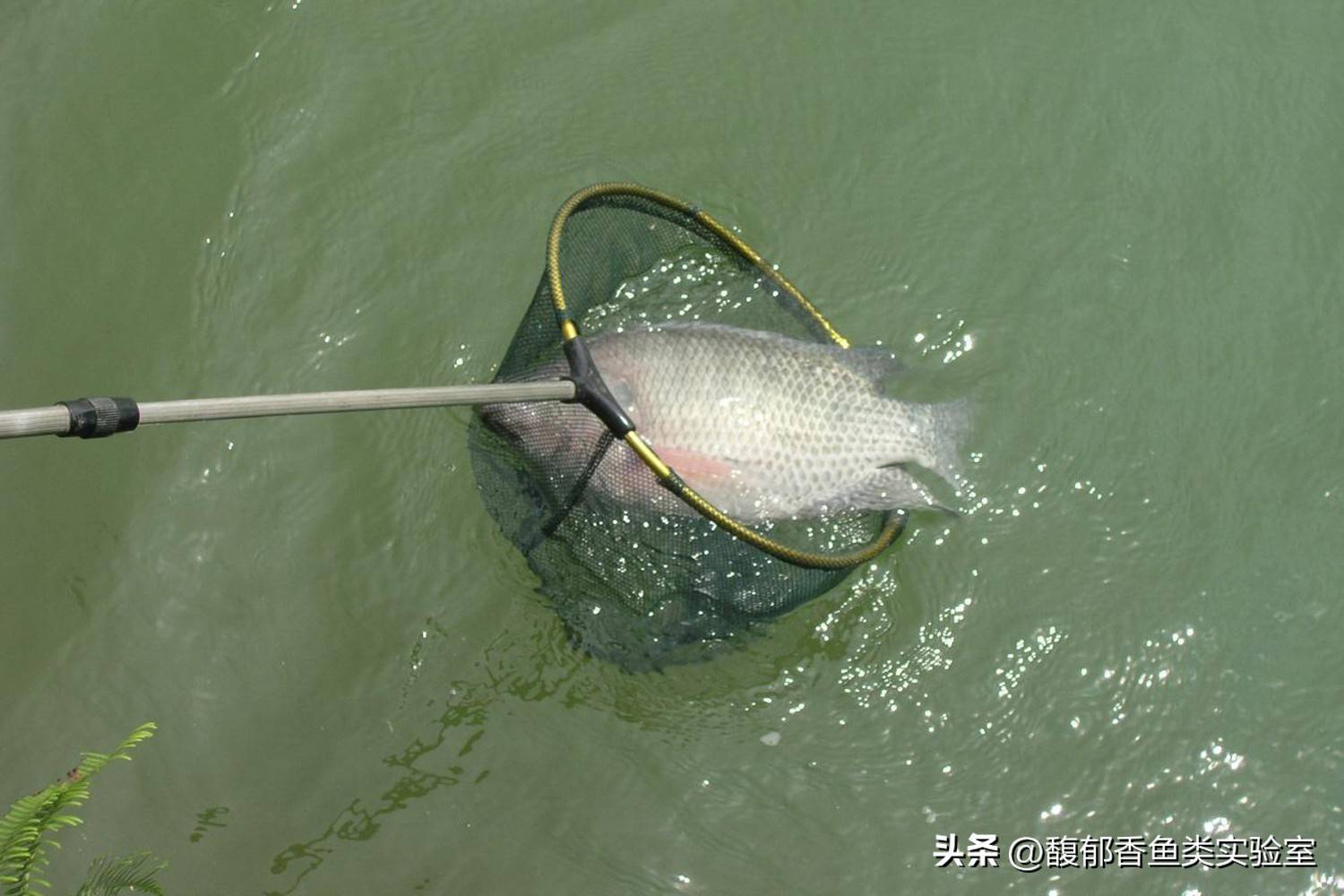 黑坑罗非鱼饵料的搭配(黑坑钓罗非如何调漂)