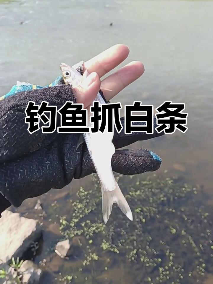 白条用路亚(白条路亚线组)