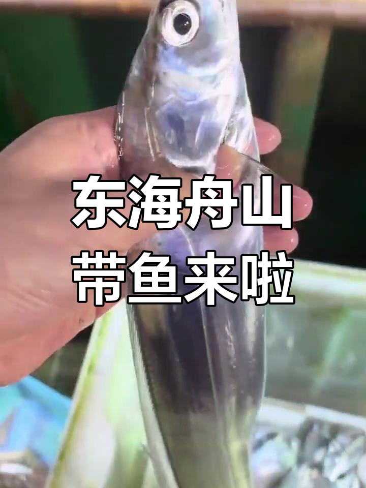 舟山海钓2017(舟山海钓攻略)
