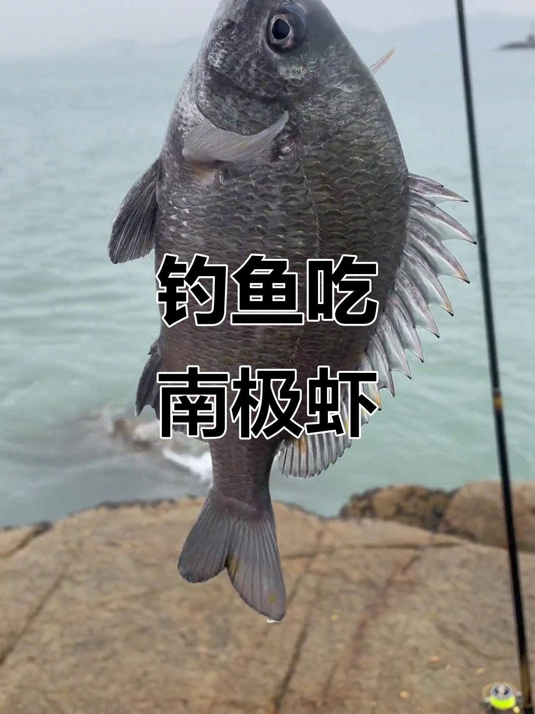 冬季虾肉海钓(用虾肉海钓)
