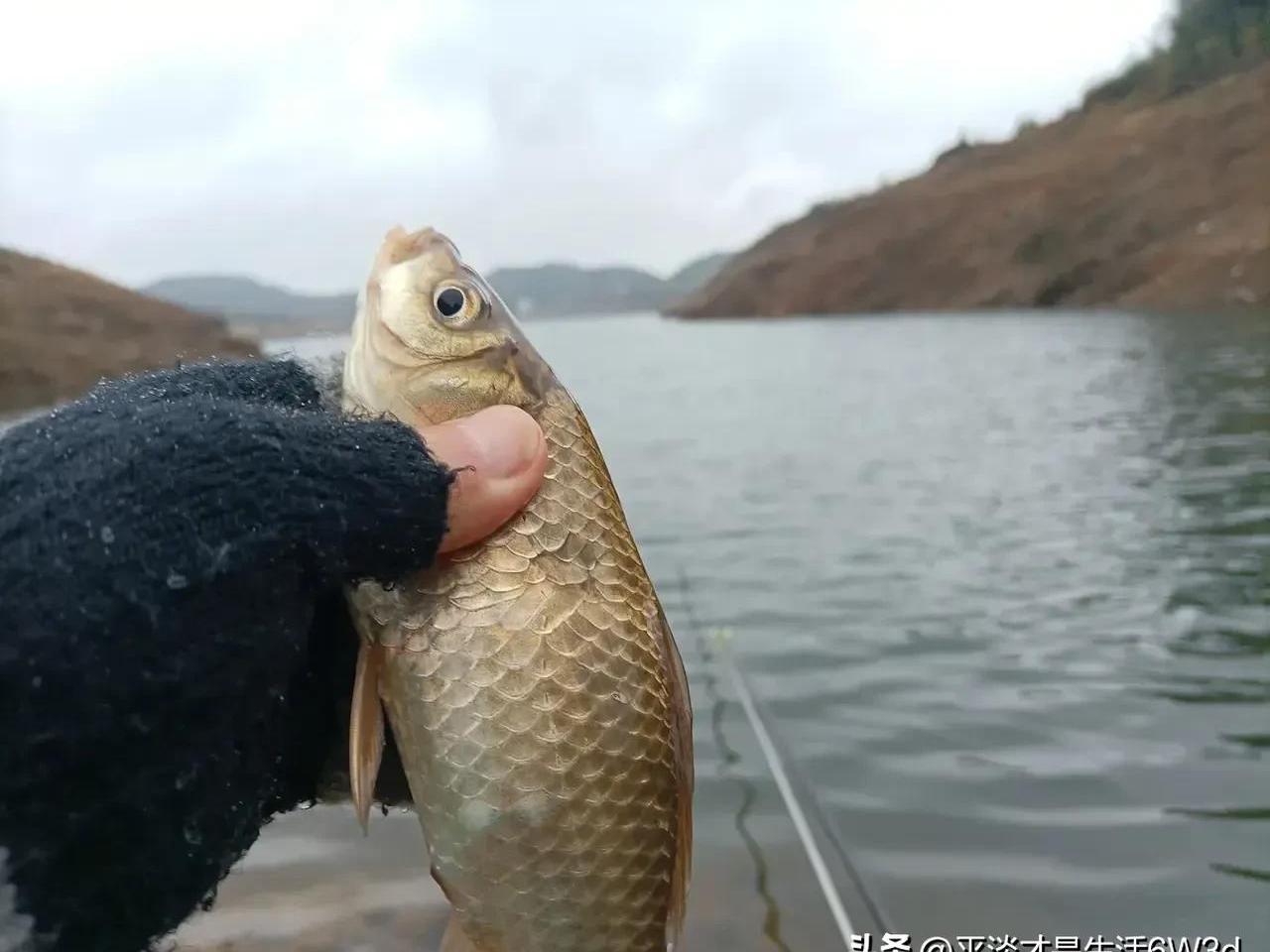 四海钓鱼冬季(四海钓鱼免费观看)