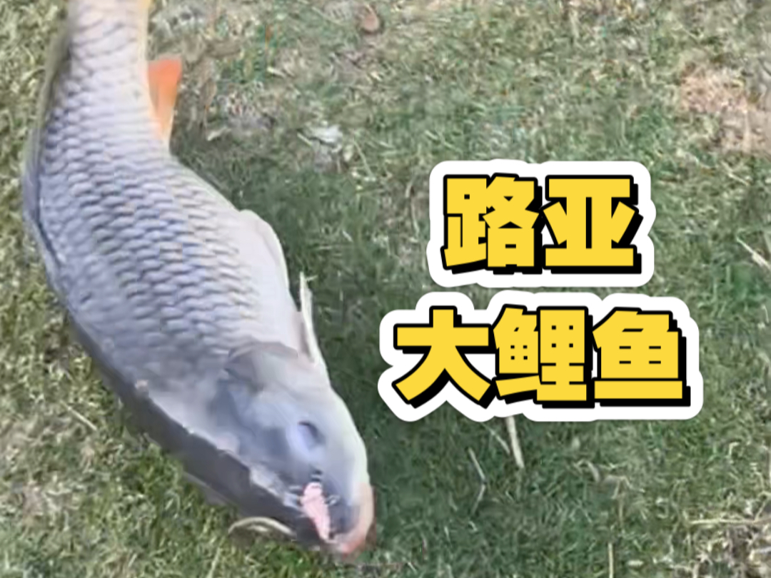 路亚镇江(镇江路亚路亚标点)