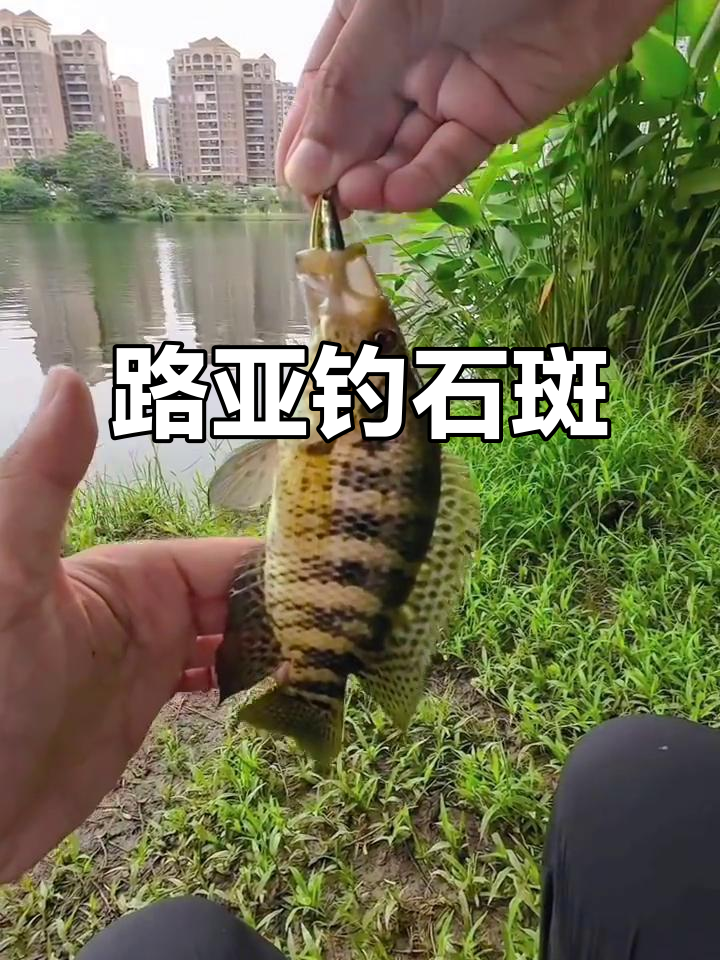 路亚石斑6(路亚石斑用几号pe线)