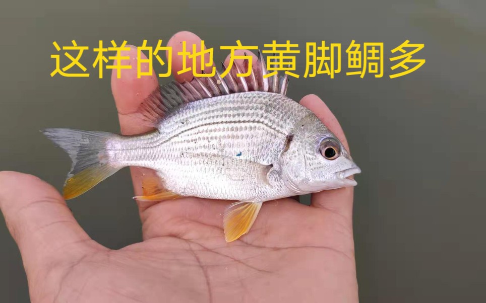 岸边钓鲷技巧(周国平 孩子)