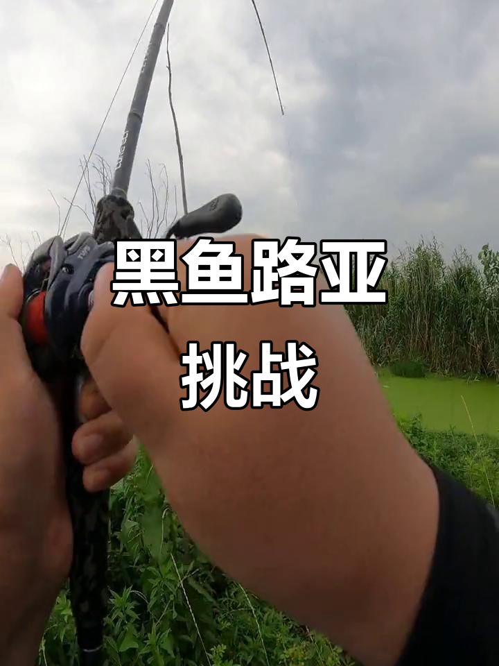 路亚黑鱼技巧视频教程(路亚钓黑鱼视频在线播放)