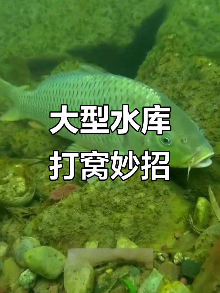 春季水库鱼打窝技巧(春季水库鱼打窝技巧和方法)