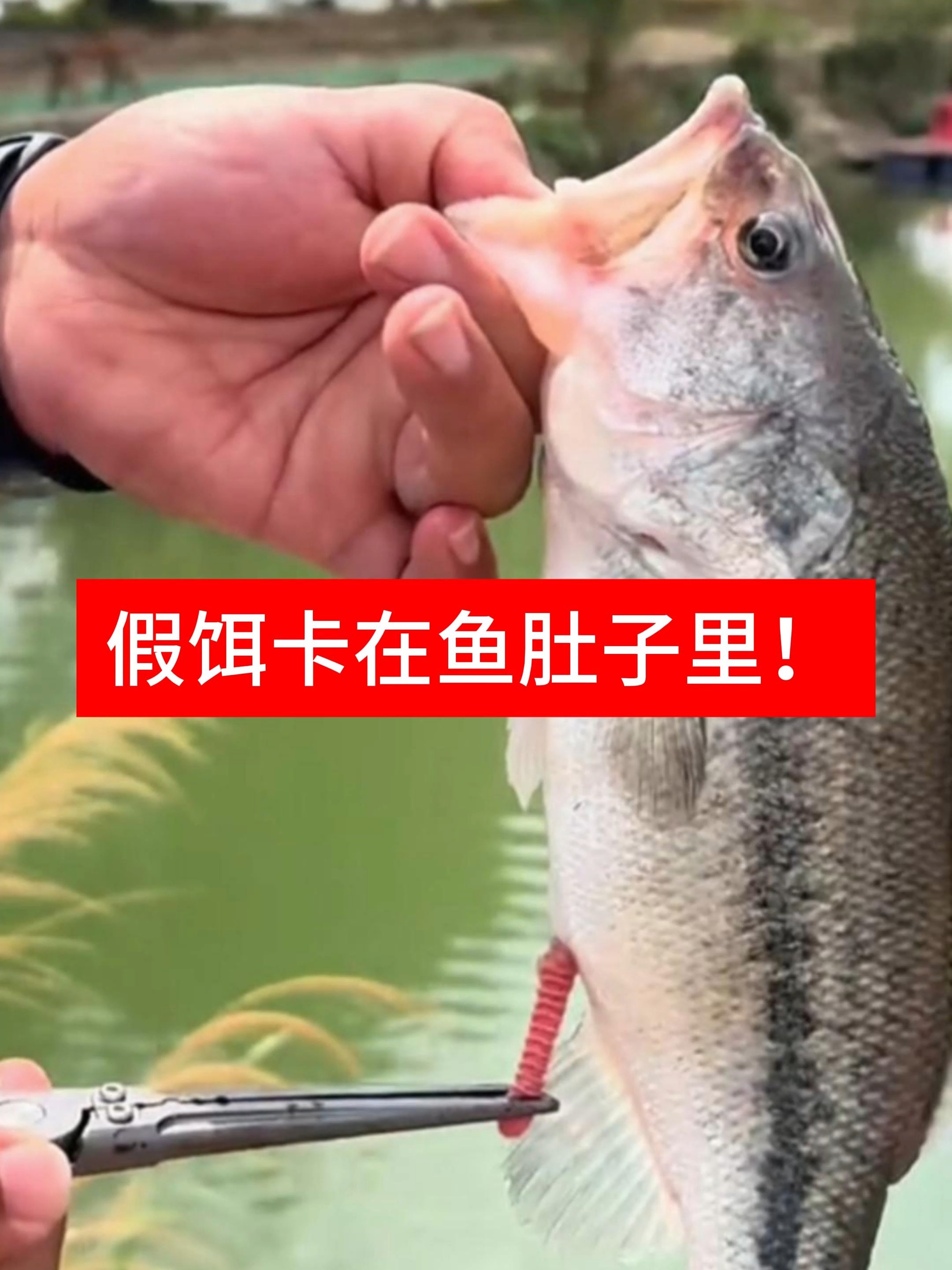 鲫鱼会吃路亚假饵吗(鲫鱼吃不吃假饵)