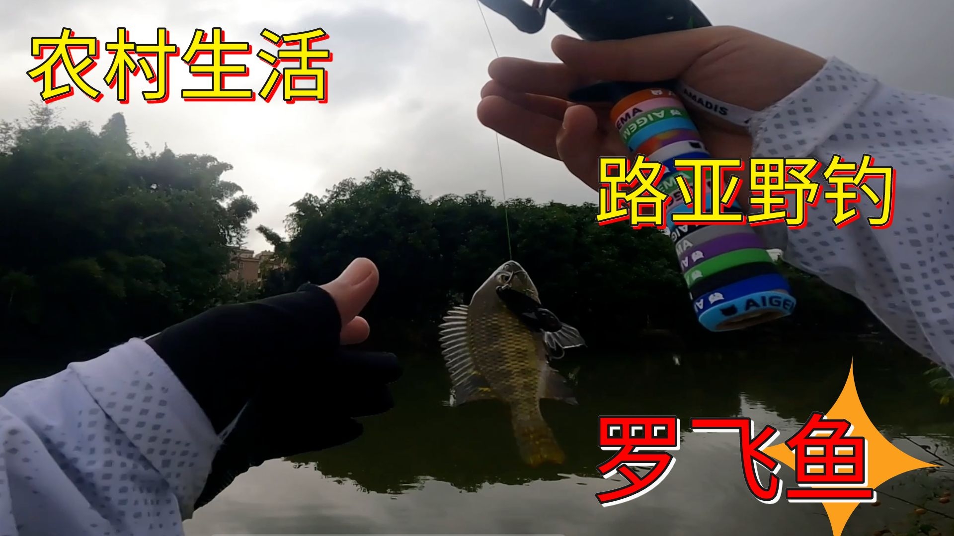 路亚掉罗非鱼(路亚钓罗非用什么饵比较好)