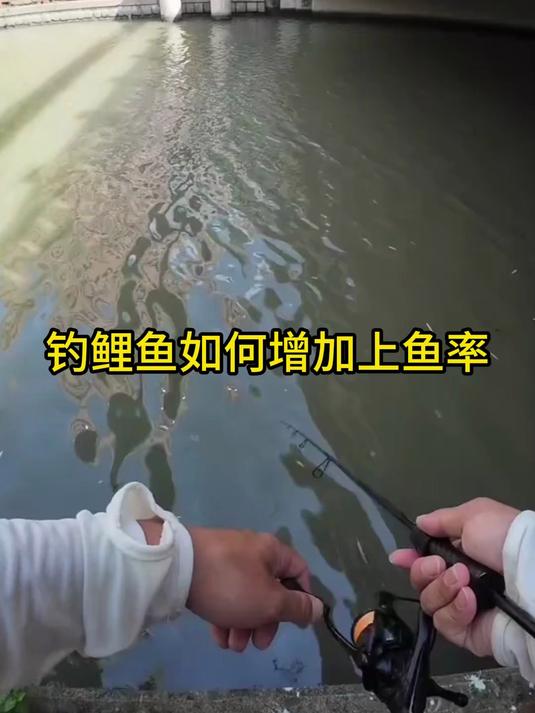 大鹏钓鲤鱼技巧(鲤鱼一跃便成龙大鹏展翅震长空)