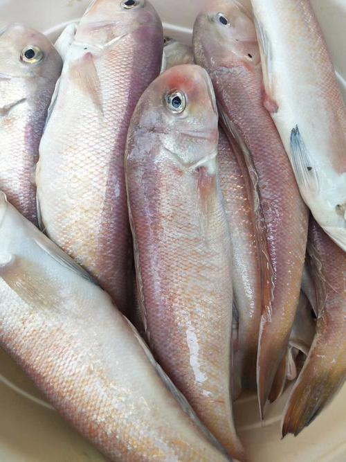 海钓常见的鱼类(海钓常见的鱼类品种)