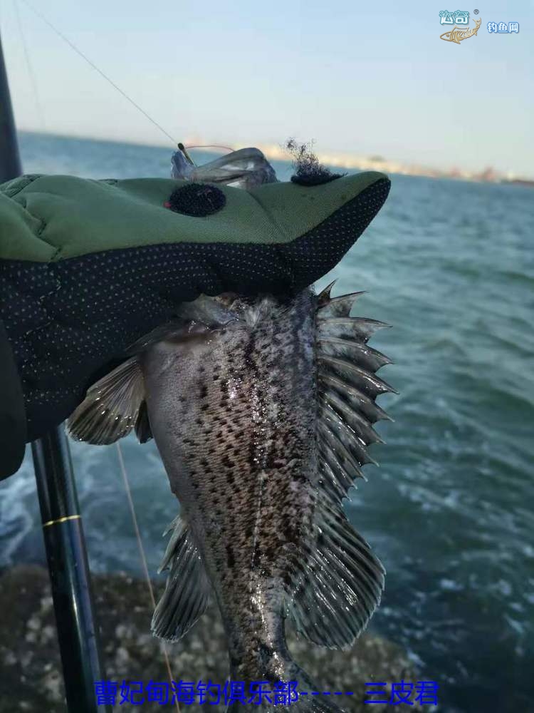 曹妃甸海钓视频(曹妃甸海钓鱼种)