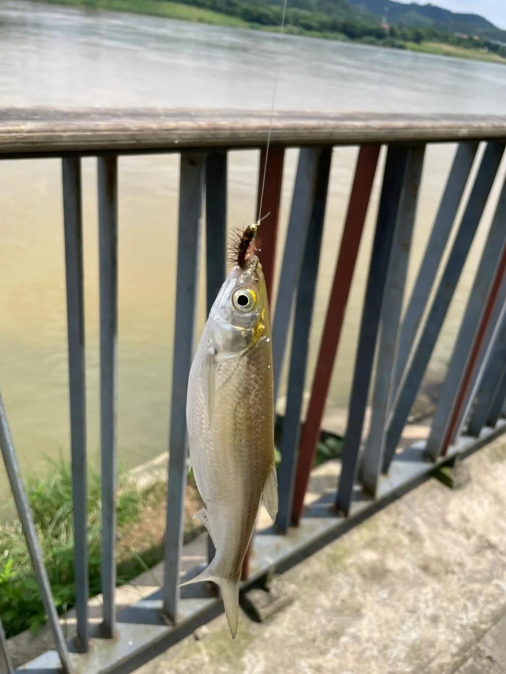 钓蓝刀的技巧(钓蓝刀用什么饵料最好)