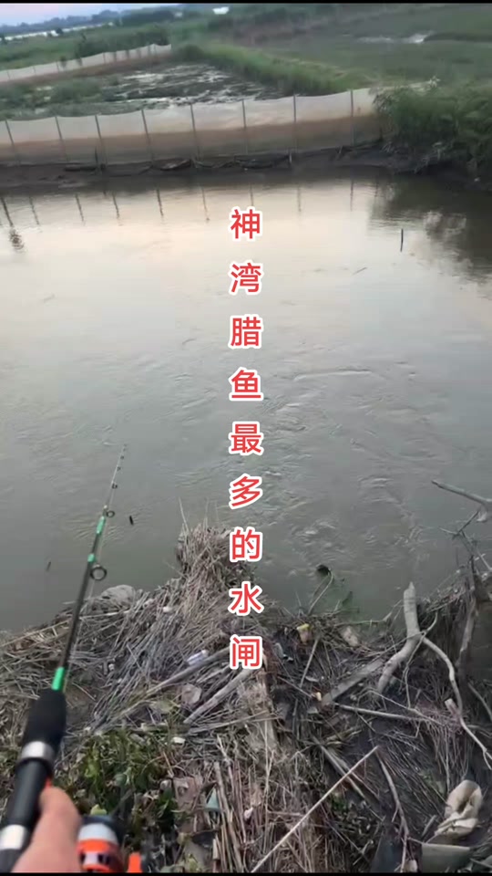 水闸码头附近钓鱼技巧(水闸的鱼怎么钓)