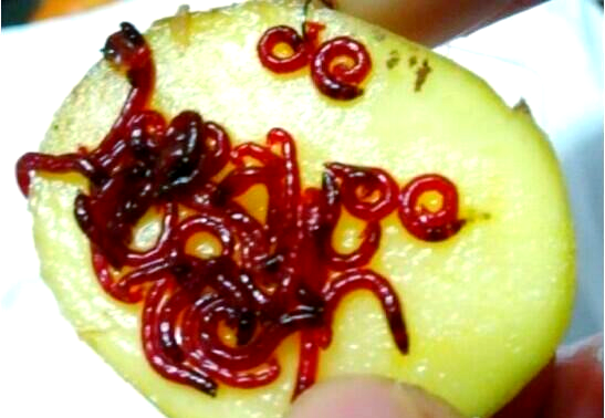 钓鲫鱼用红虫技巧(野钓鲫鱼用红虫好吗)