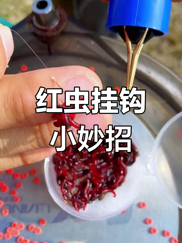 钓鲫鱼用红虫技巧(野钓鲫鱼用红虫好吗)
