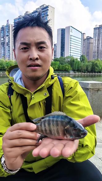 用路亚能钓不到罗非鱼(用路亚能钓不到罗非鱼吗为什么)