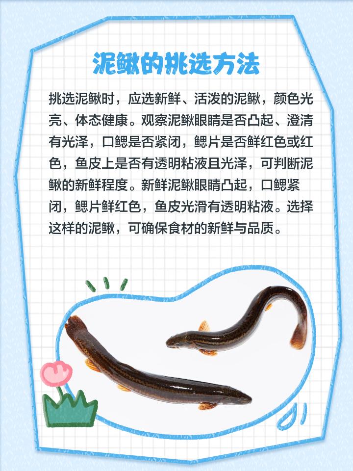 如何制作泥鳅饵料(自制泥鳅饵料配方大全绝密)