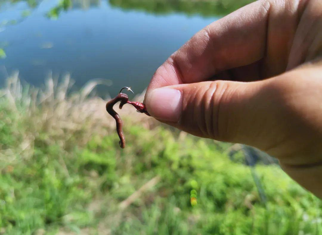 秋分季节钓鱼技巧(秋分钓鱼时间的最佳时间)