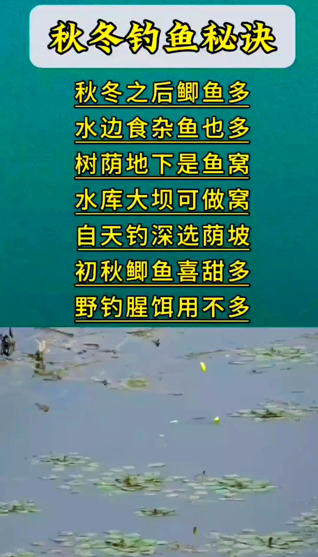 秋季钓鲫鱼钓法技巧(秋季钓鲫鱼钓法技巧和方法)