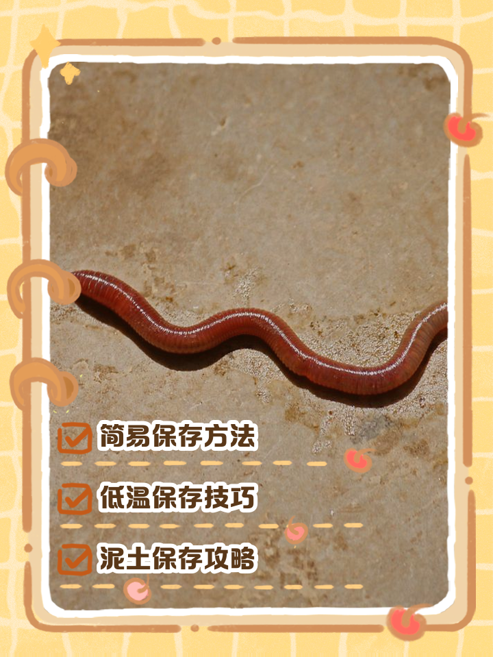 穿红虫的技巧(红虫怎么穿钩子)