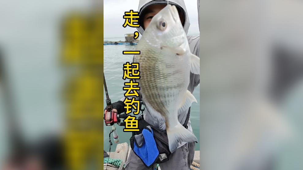 鱼排钓鱼技巧视频教程(鱼排能钓到什么鱼?)