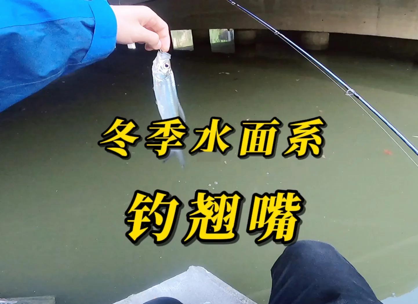 冬钓小翘嘴技巧(冬钓翘嘴钓浮或钓底)