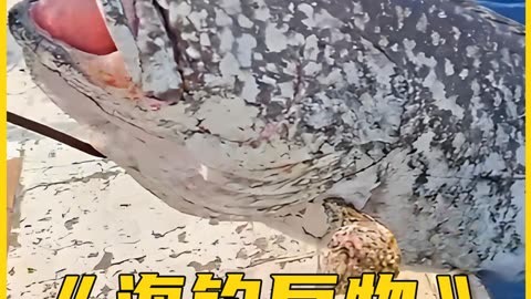 海钓鱼饵被吃掉(海钓鱼吃饵视频)