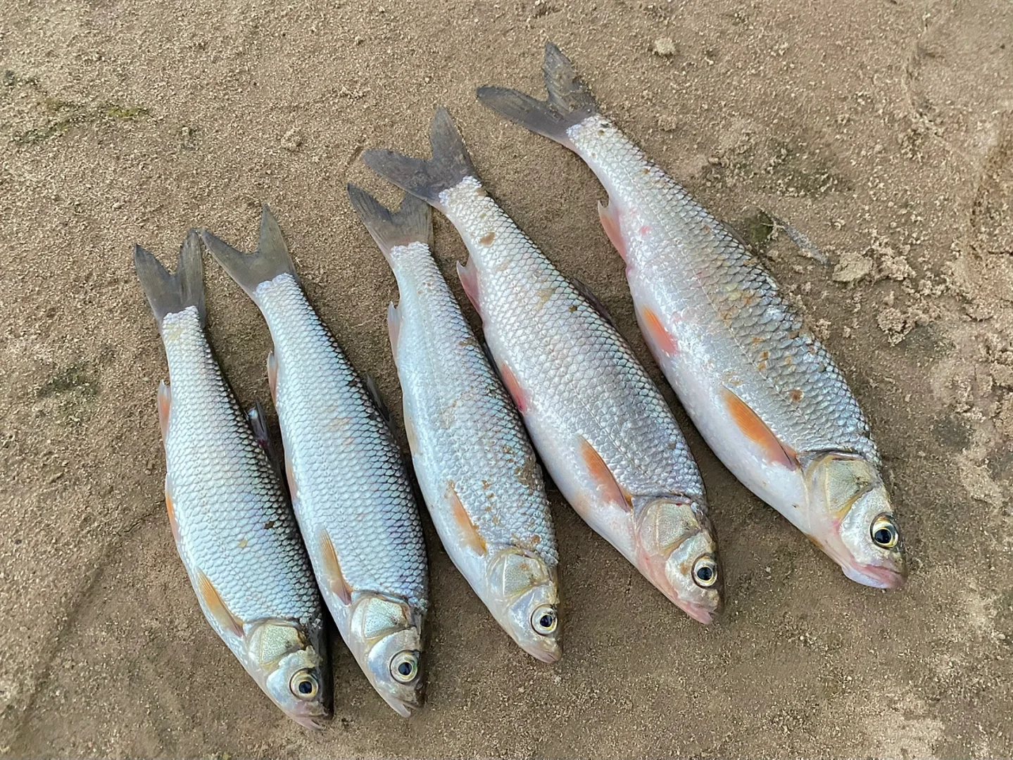 钓雅罗鱼饵料(钓雅罗鱼用什么鱼食)