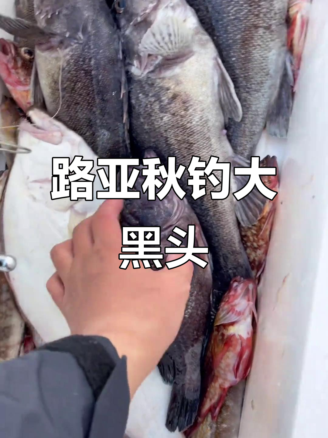 路亚钓黑头(路亚钓黑头钓法)